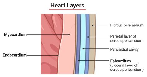 Microbiology Notes, Cardiac Muscle Cell, Serous Membrane, Loose Connective Tissue, Blood Heart, Lymph Vessels, Heart Valves, Nerve Fiber, Heart Muscle