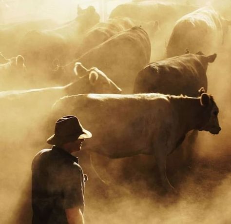 Everything Australian on Instagram: “Iconic image from @the.cattlemans.wife illustrating the hot, dry dusty conditions where our cattle farmers live and work. We love your work…” Farmer Painting, Beef Farming, Herding Cattle, Rural Photography, Australian Farm, Australia Landscape, Australian Photography, Western Photography, Farm Photography