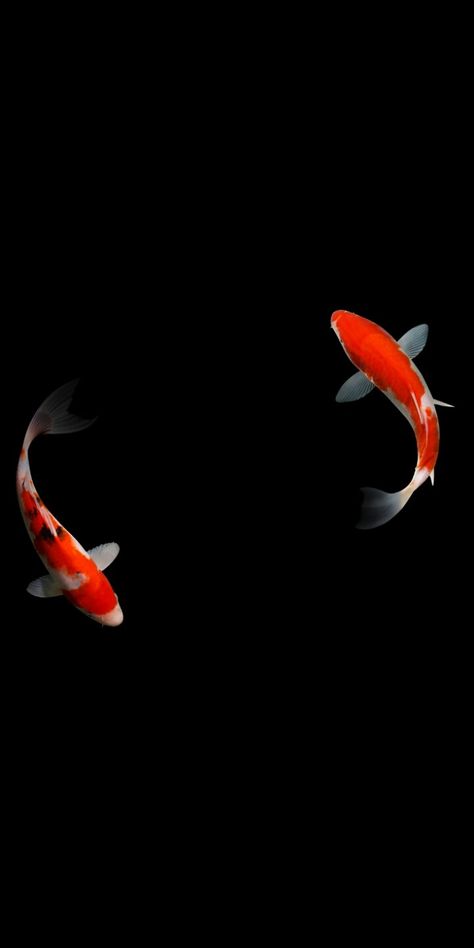 美しい画像 Koi Fish Wallpaper Iphone, Koi Fish Background, Goldfish Wallpaper, Koi Wallpaper, Ikan Air Tawar, Fish Background, Koi Fish Drawing, Koi Art, New Year Art