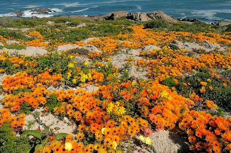 South Africa, West Coast NP | GETTY IMAGES CONTRIBUTOR SELEC… | Flickr West Coast, South Africa, Getty Images, Flowers