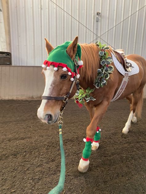 Horse Christmas Parade Ideas, Christmas Horse Costumes, Christmas Equestrian, Horse Stall Decorations, Horses Christmas, Equestrian Christmas, Horse Halloween Costumes, Stall Decorations, Dog Parade