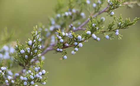 Healthcare Art, Eastern Red Cedar, Cedar Waxwing, Blue Berries, Cedar Trees, Healthcare Design, Red Cedar, The Trail, Art Blog