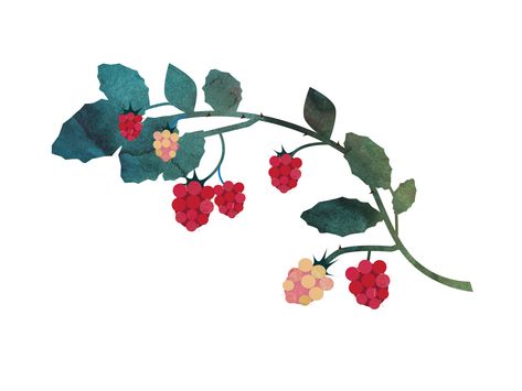 Raspberry Bush Drawing, Raspberry Illustration Design, Raspberry Doodle, Blackberry Illustration, Raspberry Illustration, Raspberry Tree, Bush Drawing, Raspberry Pattern, Strawberry Vine