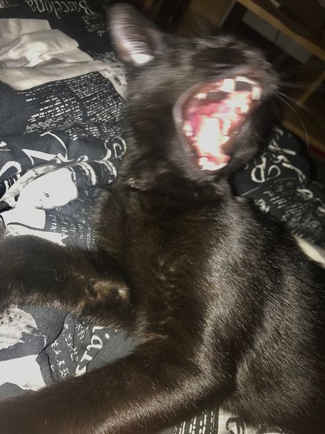 Black cat yawning but looks angry Black Cat Yawning, Goofy Black Cat, Cats Yawning, Goofy Animals, Ur Mum, Cat Yawning, Cat Claws, Cat Scratching, Black Cats