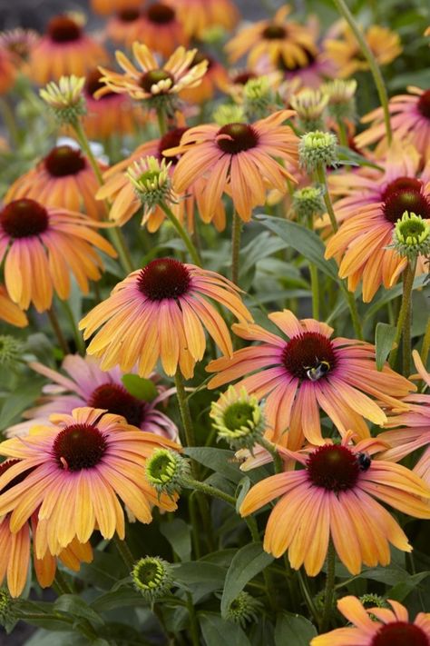 Here is a new plant to love! The latest addition to the Butterfly series of coneflowers, ‘Rainbow Marcella’ is a colorful little number. A very floriferous Butterfly Rainbow, Cut Flower Garden, Flowers Perennials, Orange And Yellow, Butterfly Garden, Flower Farm, Shade Garden, Outdoor Plants, Dream Garden