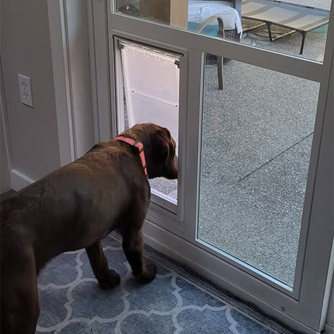 sliding glass door with dog door built in Back Door With Dog Door, Pet Door Sliding Glass Door, Sliding Door Dog Door, Door With Dog Door, Automatic Dog Door, Patio Dog Door, Large Dog Door, Pet Patio Door, Dog Cold