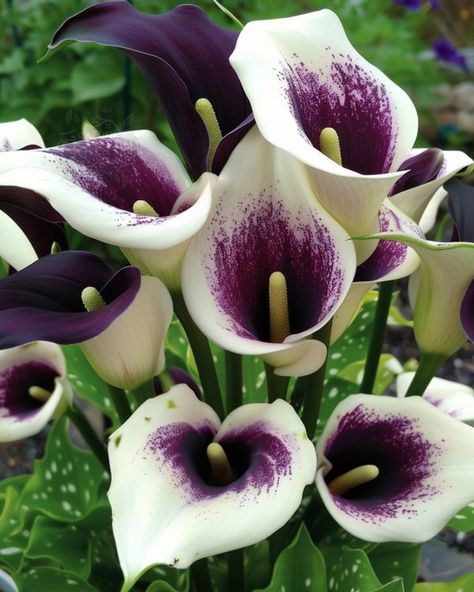 Purple Calla Lily Wedding Bouquet, Purple Calla Lily Bouquet, Picasso Calla Lily, Purple Calla Lilies Wedding, Calla Lillies Bouquet, Purple Calla Lily, White Arrangement, Lily Bouquets, Calla Lily Bouquet Wedding