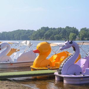 Swan Boats, Pedal Boats, Pedal Boat, Paddle Boat, Boat Rental, Travel Fun, For Rent, Boats, Lake