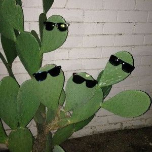 Cactus, Wall, Green