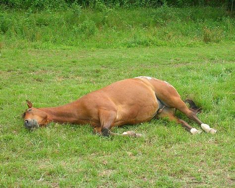 What Is Colic, Horse Laying Down, Fat Horse, Sleeping Drawing, Sleep Phases, Healthy Horses, Horse Anatomy, Horse Inspiration, Horse Care