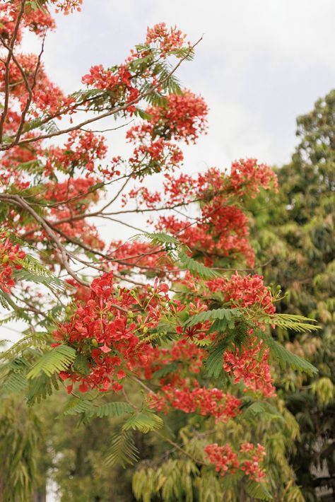 Gulmohar tree Gulmohar Flowers, Gulmohar Tree, Indian Summer, In Full Bloom, Morning Wishes, Home Reno, Good Morning Wishes, Beautiful Photo, This Summer