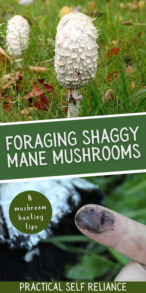 Shaggy Mane Mushroom Recipe, Pnw Mushrooms, Shaggy Mane Mushroom, Healthy Mushroom Recipes, Fall Mushrooms, Puffball Mushroom, Wild Mushroom Recipes, Edible Wild Mushrooms, Medicinal Wild Plants