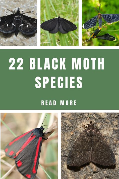 Discover a variety of black moth species with detailed images to help you identify them. Explore 22 different types of black moths that you might come across in your surroundings. Enhance your knowledge about these fascinating insects and learn to distinguish one from the other with ease. Moth Breeds, Moth Types, Moth Costume, Silkworm Moth, Types Of Moths, Black Caterpillar, Large Moth, Moth Species, Tiger Moth