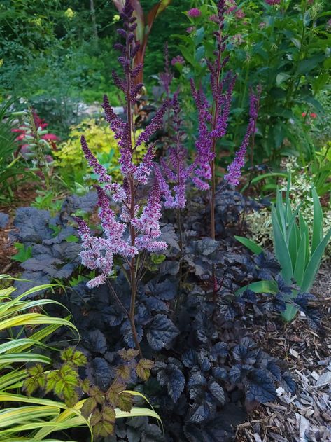 Sue's Favorite Foliage Plants - FineGardening Hakonechloa Macra, Dark Purple Flowers, Plants Growing, Acer Palmatum, Fine Gardening, Dark Side Of The Moon, Plant Combinations, Garden Photos, Gorgeous Gardens