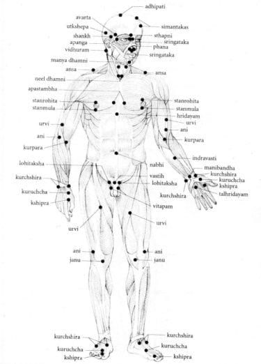 [Learn Ayurveda] How to Heal your ancestral patterns with Tarpana - Part 1 - Yogahealer Picture Of Body, Ayurveda Diet, Ancestral Healing, Ayurvedic Massage, Massage Therapy Techniques, Ayurvedic Healing, Muscle Anatomy, Ayat Alkitab, Skin To Skin