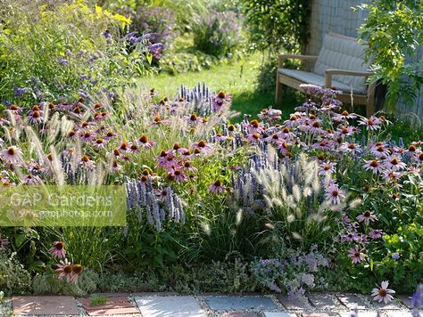 Echinacea purpurea - Coneflower, Agastache, Pennisetum 'Hameln', Thymus citriodorus- Lemon Thyme and Nepeta - Catmint Pennisetum Hameln, Boulevard Garden, Nepeta Catmint, Thymus Citriodorus, California Native Landscape, Fuchsia Plant, Garden Meadow, Summer Bed, Poppy Garden