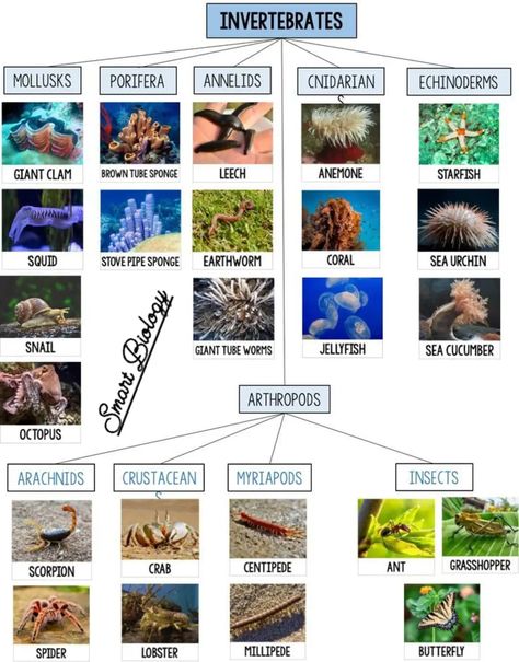 Cnidarians Invertebrates, Animal Classification Chart, Invertebrates Animals Pictures, Vertebrates And Invertebrates Project, Invertebrates Classification, Vertebrates Animals, Zoology Project, Classification Of Vertebrates, Invertebrates Animals