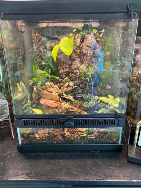 Made in March 2022 for two Super Blue Dart Frogs Frog Setup, Frog Vivarium, Dart Frog Vivarium, Frog Tank, Dart Frogs, Blue Dart, Dart Frog, Vivarium, Frogs