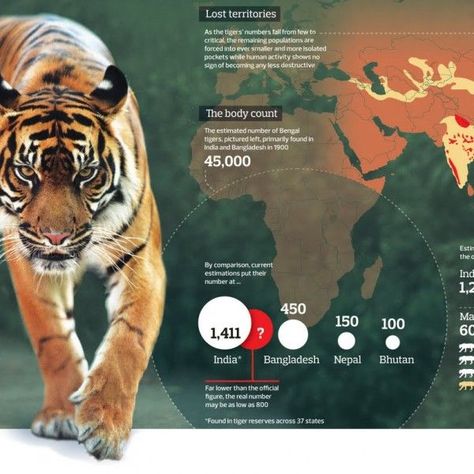 This tiger infographic is not bad, but it could use more information. Animal Infographic, S Meaning, Tiger Pictures, Real Numbers, Bengal Tiger, Human Activity, Statistics, Tigers, Social Media