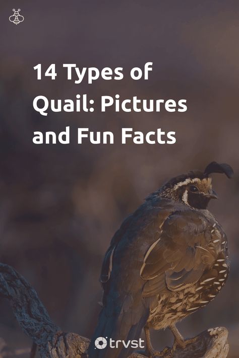 Types Of Quail, Types Of Quail Birds, Quail Pictures, Pictures Of Quail, Different Types Of Quail, Gambels Quail, Button Quails, Button Quail, Quail Coop