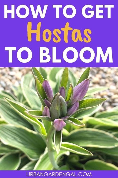 Hosta flowers Types Of Hostas, Hosta Flower, Hosta Plants, Flower Guide, Tall Flowers, Flower Stems, Common Questions, Shade Plants, Garden Beds