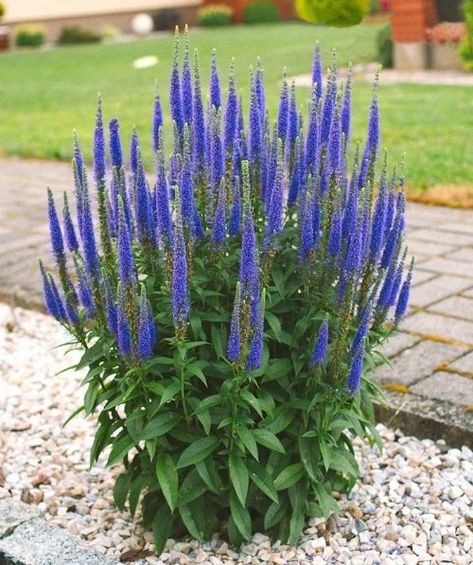 Salvia vs. Veronica: All the Differences! | Balcony Garden Web Speedwell Plant, Spike Speedwell, Plant Pallet, Veronica Flower, Speedwell Veronica, Veronica Plant, Veronica Spicata, Shore Landscape, Salvia Plants