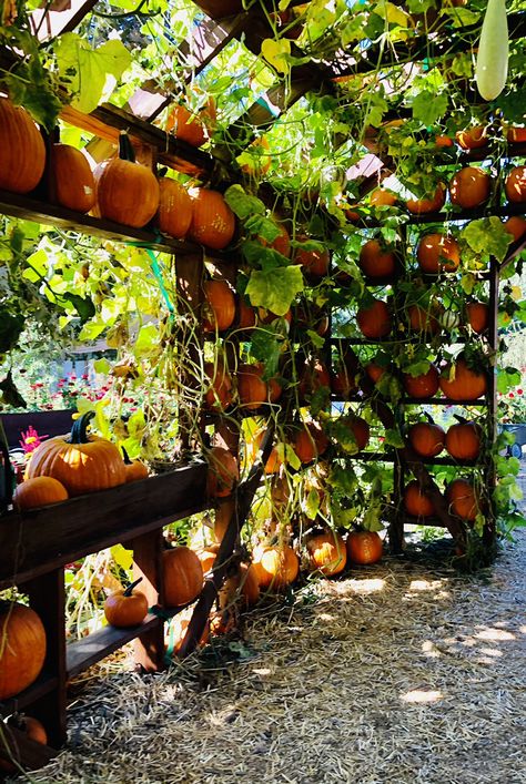 Spices Garden, Fall Greenhouse, Garden Core, Spice Garden, Pumpkin Garden, Hot House, Garden Venue, Farm Ideas, Gardening Flowers