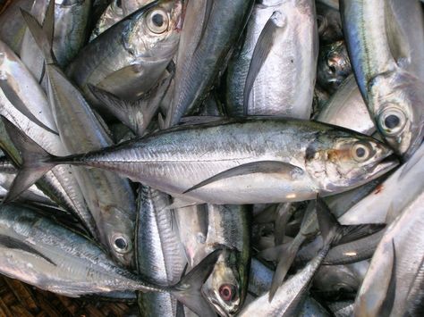 Fish Names Fish Names, Fish Freshwater, Fish List, Seafood Shop, Spanish Mackerel, Dried Fish, Parrot Fish, Yellowfin Tuna, Prawn Shrimp