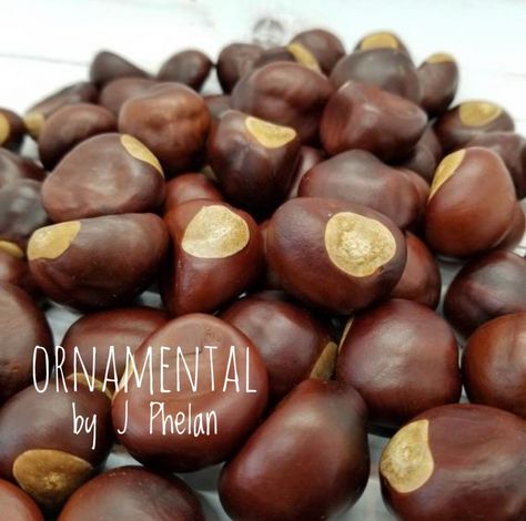 Buckeye Nuts 3/4 Lb 35 Large Size, Real Dried Buckeyes Harvested in Ohio 2022 Season Lucky Go Bucks Ohio State Buckeyes OSU Wedding Favors - Etsy Buckeye Nut, State Decor, Llama Christmas, Travel Ornament, Sloth Gift, Etsy Wedding Favors, Half Dollar, Ohio State Buckeyes, Ornaments Design