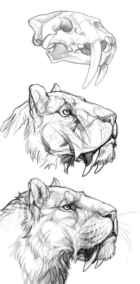 Drawing Advice, Sketch Animation, Master Drawings, Character Designing, Pencil Drawings Of Animals, Lion Drawing, Drawing Animals, Anime Karakterek, Animal Study