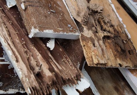 How to protect your home from wood-destroying insects Drywood Termites, Termite Prevention, Wood Termites, Termite Damage, Carpenter Ant, Termite Control, Pest Control Services, Citrus Oil, Natural Home Remedies