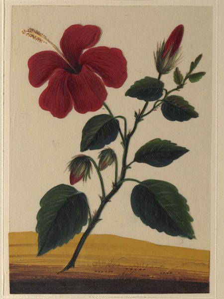 Trichinopoly, India (made)  Date: ca. 1860. This painting depicts a red hibiscus. Drawings Of Flowers, Indian Miniature, Painting Gouache, History Notes, Mughal Paintings, Red Hibiscus, Miniature Paintings, History Painting, Bethnal Green