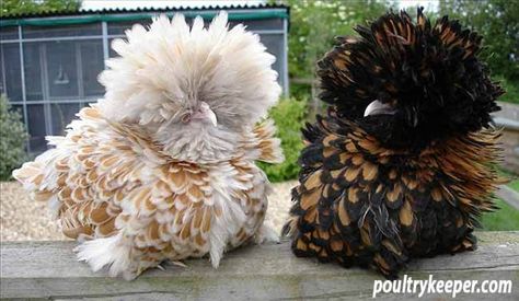 Polish Frizzle Chicken, Frizzle Chickens, Polish Chicken, Fluffy Chicken, Best Egg Laying Chickens, Egg Laying Chickens, Fancy Chickens, Beautiful Chickens, Cute Chickens