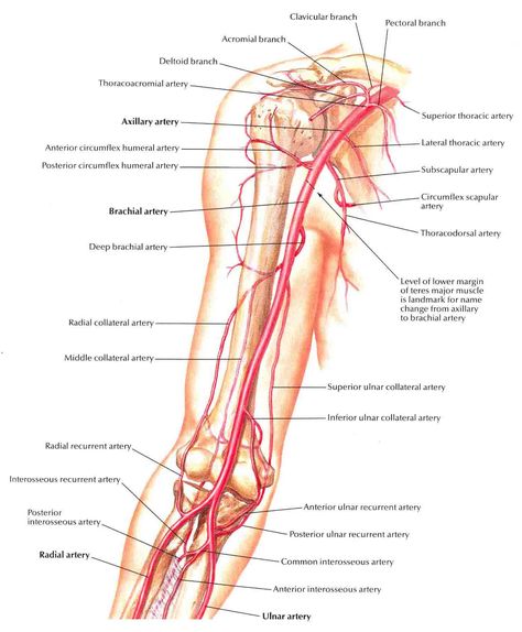 Human Anatomy Bones, Female Human Anatomy, Human Anatomy Organs, Brachial Artery, Anatomy Woman, Biceps Brachii Muscle, Bones Human, Arteries Anatomy, Anatomy Organs