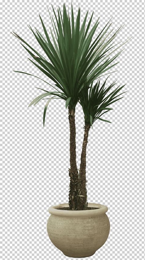 Palm Tree In Pot, Landscape Architecture Plants, Ivy Houseplant, Tall House Plants, Plant Png, Potted Palm Trees, Sago Palm Tree, Palm Tree Artwork, Palm Tree Png