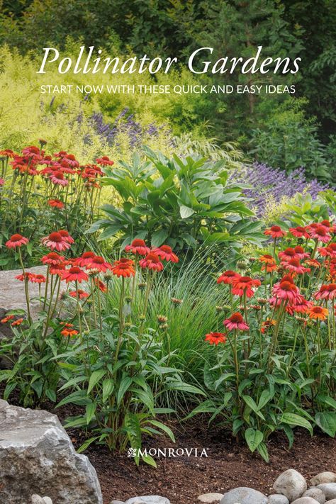 You could easily achieve this pollinator-friendly look in a weekend! Just bring several Evolution™ Fiesta Coneflowers home from your local garden center and plant them along a pathway, driveway, or other narrow borders for a quick color pop. Add in the complementary cool purple of the bee-friendly French Lavender for good measure. Find 9 more design ideas and plant combinations perfect for your pollinator garden weekend project on our blog. Pollinator Garden Plans, Bee Garden Design, Landscape Garden Ideas, Flower Garden Borders, Garden Path Ideas, Pollinator Garden Design, Pathway Ideas, Bee Friendly Plants, Butterfly Garden Design