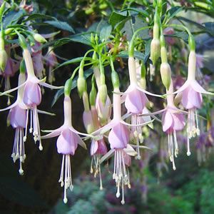 Hardy Fuchsia: this is 'Whiteknights Pearl', a very free-flowering upright deciduous shrub, producing narrow pendant flowers with pink-flushed white sepals and clear pink petals. A good choice for a shady area. Fuchsia Plant, Flowers Hanging, نباتات منزلية, Fuchsia Flower, Fuchsia Flowers, Winter Plants, Garden Shrubs, Rare Flowers, Pink Petals