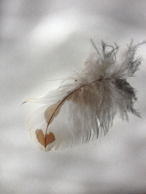 Found Barred owl feather at Guelph Lake. So special!    <3 Barred Owl Feather, Feather Aesthetic, Barred Owls, Owl Aesthetic, Spirit Animal Totem, Oc Aesthetic, Owl Feather, Barred Owl, Owl Tattoo