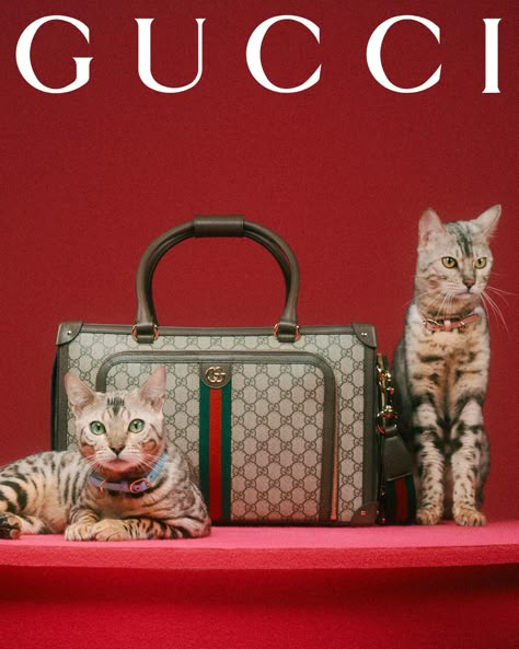 Max Siedentopf: Gucci Pet Collection (Copyright © Gucci, 2022) Allesandro Michele, Vintage Gucci Aesthetic, Chris Simpsons Artist, Gucci Pet, Pet Magazine, Luxury Pet Beds, Grey Hair Transformation, Gray Hair Highlights, House Of Gucci