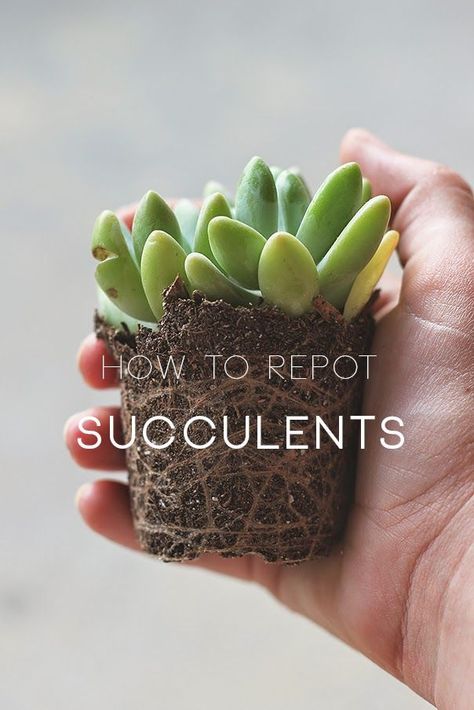 How to Repot Succulents Transplant Succulents, Repot Succulents, Growing Succulents, Succulent Gardening, Succulent Care, Succulent Terrarium, Cactus Y Suculentas, Plant Mom, Cactus And Succulents