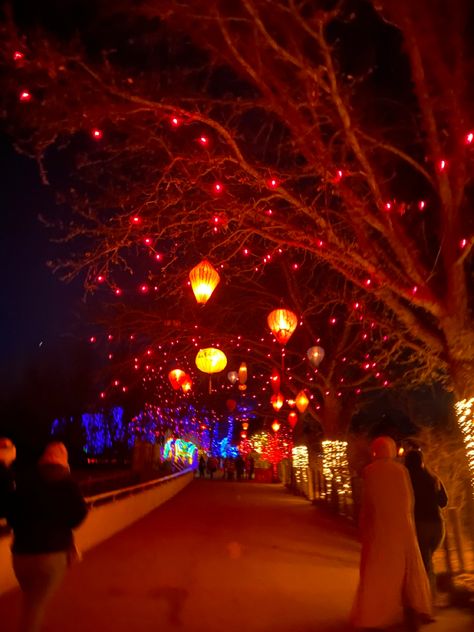 christmas lights at the zoo #zoo #lights #christmas #winter #pretty Zoo Zoo, Zoo Lights, 2024 Moodboard, Chester Zoo, Lights Christmas, The Zoo, Christmas Winter, Winter 2024, Calgary