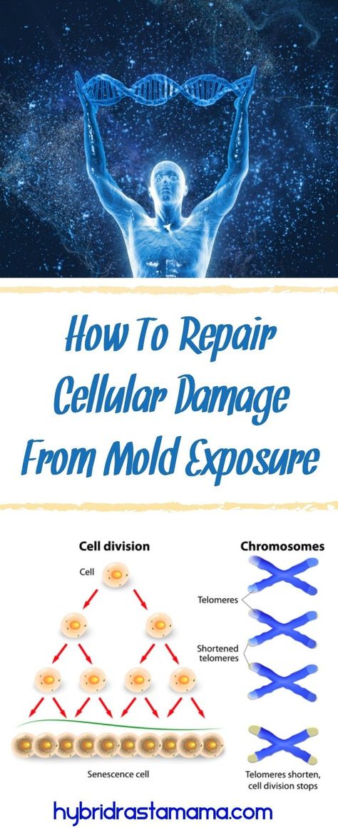 Do you know just how severe cellular damage from mold exposure is? Learn how you can repair your DNA after it has been destroyed by mold and mycotoxin exposure. From HybridRastaMama.com #toxicmold #mycotoxins #naturalhealth via @hybridrastamama Candida Symptoms, Mold Prevention, Holistic Pet Care, Mold Exposure, Toxic Mold, Naturopathic Medicine, Homeopathy, Spiritual Healing, Health Healthy