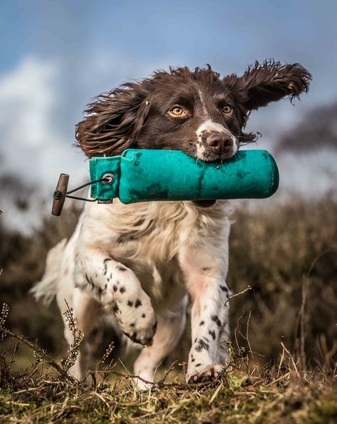 Working Springer Spaniel, Working Spaniel, Springer Dog, Working Cocker Spaniel, English Springer Spaniel Puppy, Springer Spaniel Puppies, Spaniel Breeds, Spaniel Art, Working Cocker