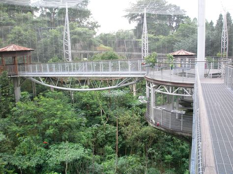 Inside a massive enclosure at Jurong Bird Park, Singapore. Dinosaur Enclosure, Aviary Design, Outdoor Aviary, Singapore Sights, Landscape Building, Zoo Design, Enclosure Ideas, Cat Fence, Sky Walk