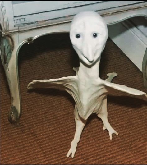 Angel Reaction Pic, Weird Creatures Art, Weird Anatomy, Creepy Old Photos, Disturbing Images, Ugly Things, Creepy Creatures, Evil Pictures, Creepy Animals