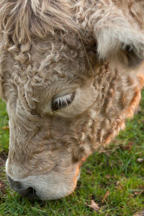 Curly cow.   "I never saw a curly cow. . . Curly Cow, Curly Animals, Cows With Long Hair, Sanctuary Animals, Cow Images, Cow Pies, Cow Sculpture, Cow Eyes, Shampooed And Blow Dried Cows