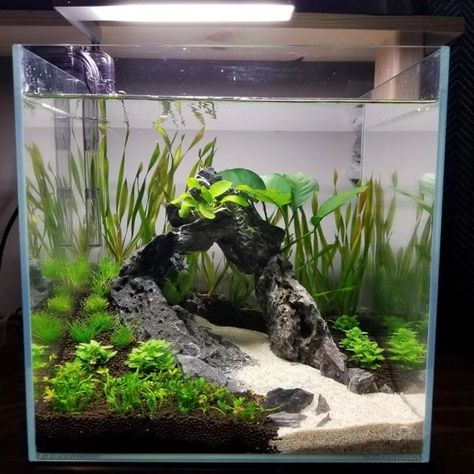 5 Gallon Aquascape Ideas, Aquarium Rock Ideas, Fluval Flex 15 Aquascape, Small Plant Aquarium, Small Tank Aquascaping, Planted 10 Gallon Aquarium, Fish Tank Designs, 15 Gallon Aquascape, Natural Freshwater Aquarium Ideas