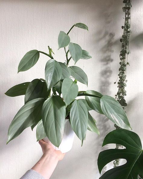 Philodendron hastatum Philodendron Hastatum, Plant Wishlist, Plant Goals, Plant Indoor, Silver Arrow, Plants Are Friends, Inside Plants, Indoor Jungle, Plant Aesthetic