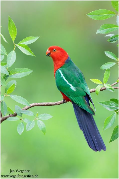 King Parrot (Alisterus scapularis) Australia