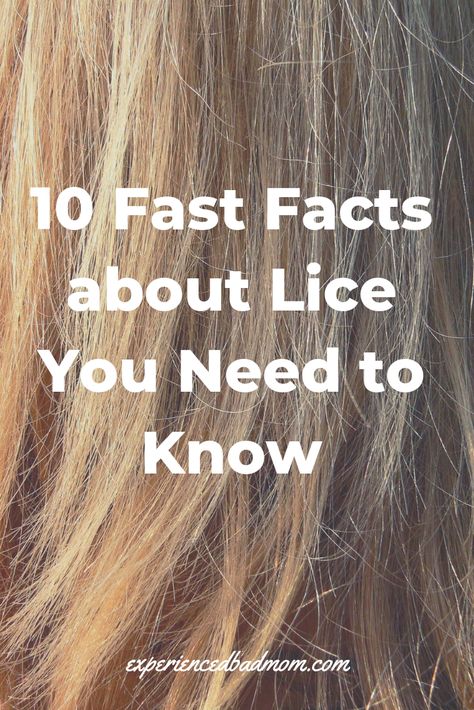 Don't panic when lice visits your house. Be informed with these fast facts that explain everything from nit picking to if your pets can get lice. Lice Facts, Lice Shampoo, Hair Lice, Girls Hairdos, Lice Removal, Fruit Fly, Head Louse, Bad Mom, Fast Facts